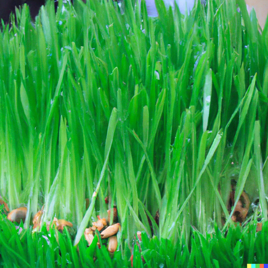 The Surprising Benefits of Taking Wheatgrass Daily